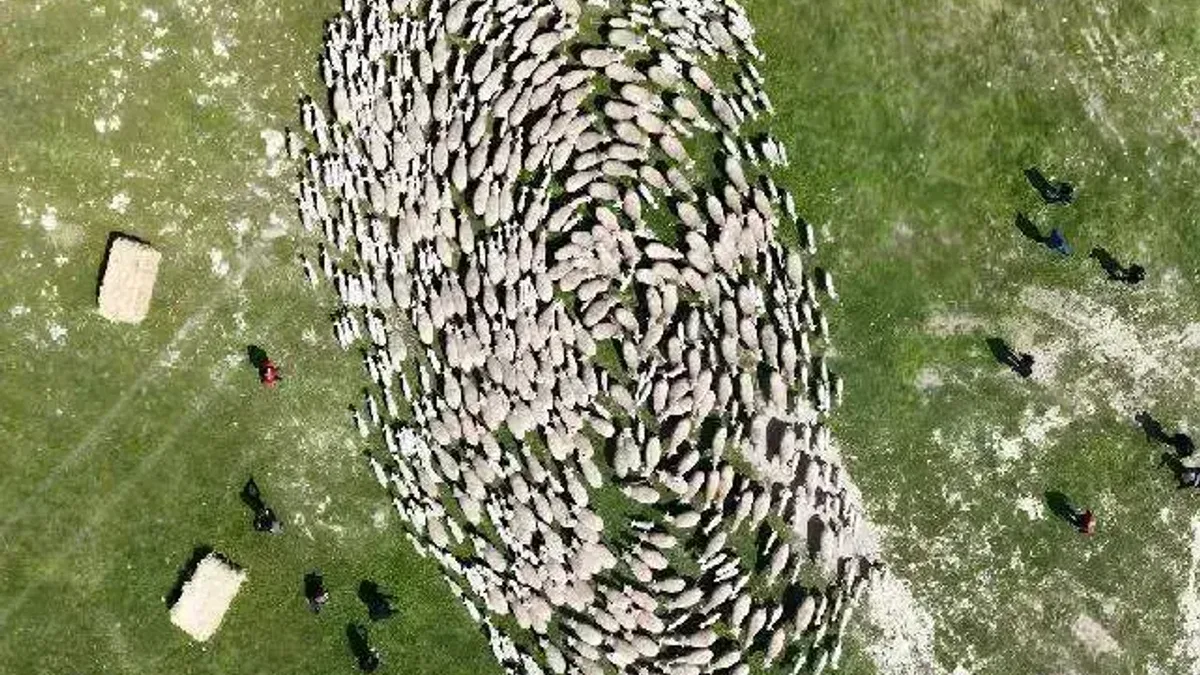 TİGEM’de 'kavuşma' sevinci... Koyun ve kuzular buluştu