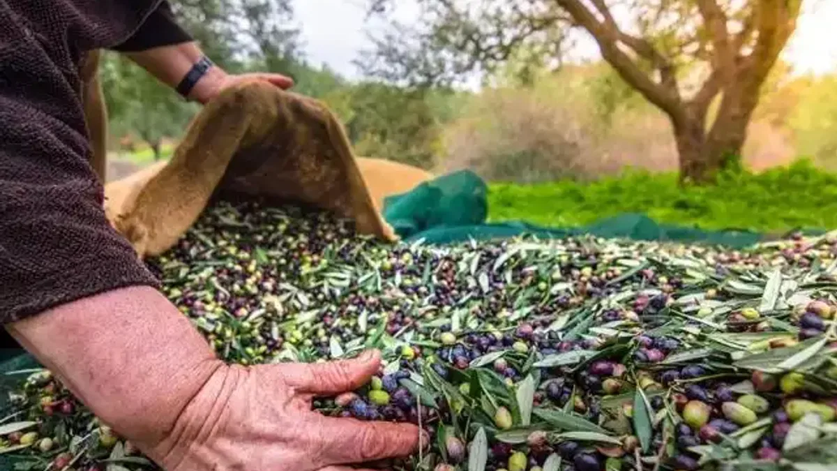 İzmir’de Uluslararası Zeytin Zirvesi... 13 ülkeden uzmanlar buluşuyor