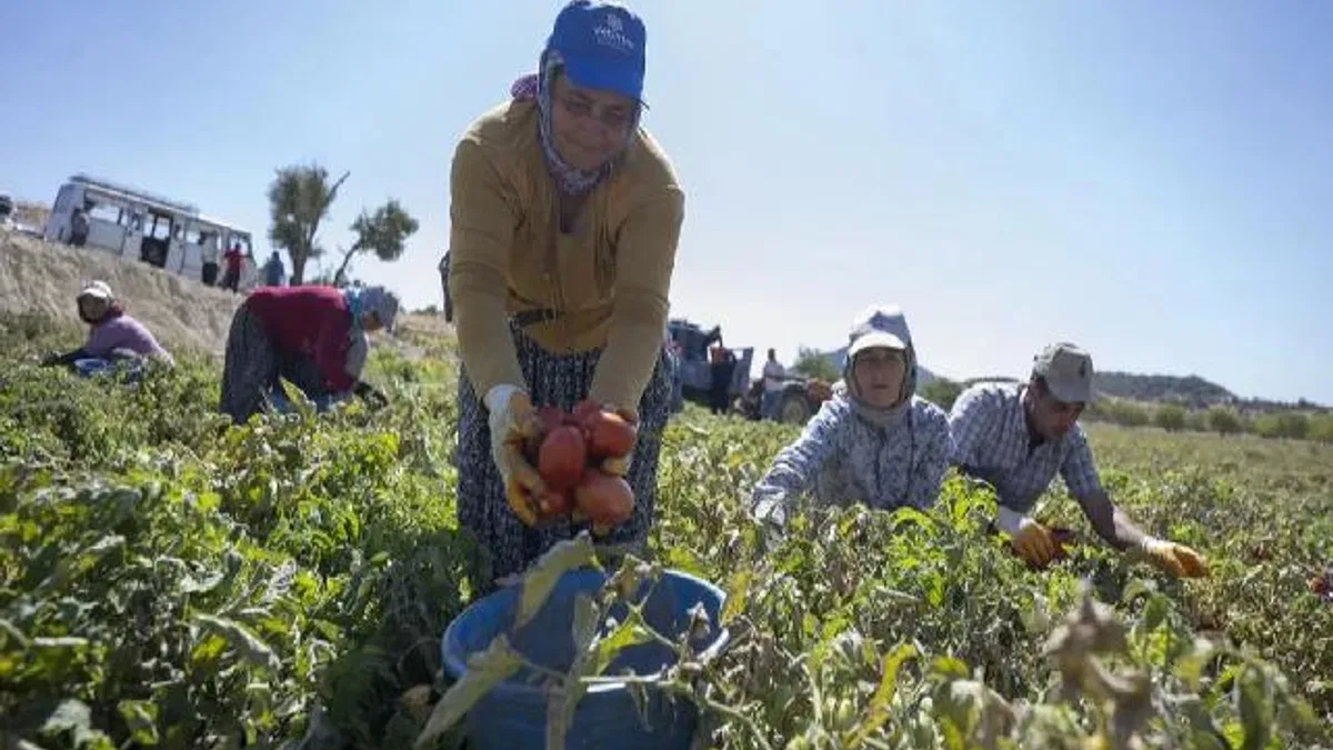 Mersin’de yüzde 70 hibeli domates fidesi desteği