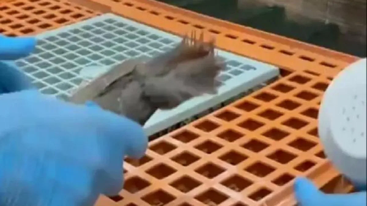 Keklikler doğaya kavuşuyor