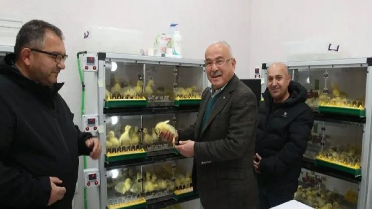 Ordu'da kaz yetiştiriciliği artıyor