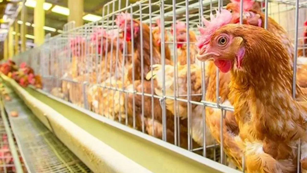 Yumurtacı tavukların kafes standardında değişiklik... Mevcut kafes sistemleri 2029'da sona eriyor