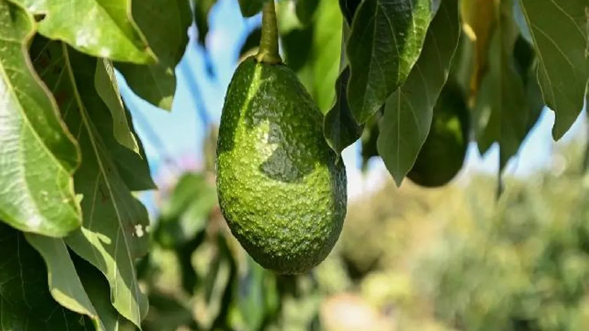 Mersin’de 22 binden fazla avokado fidanı üreticiyle buluştu