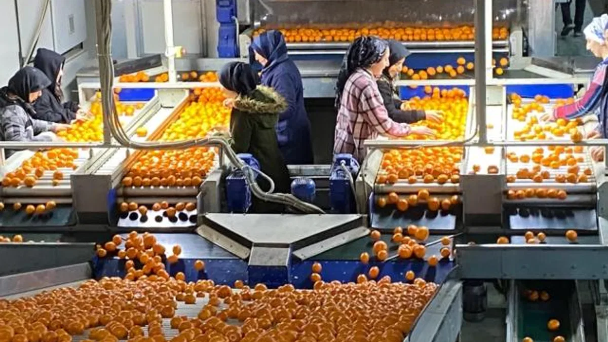 Mandalina ihracatı tarih yazıyor... 2023'ün rekorunu 2025'in 11 ayında kırdı