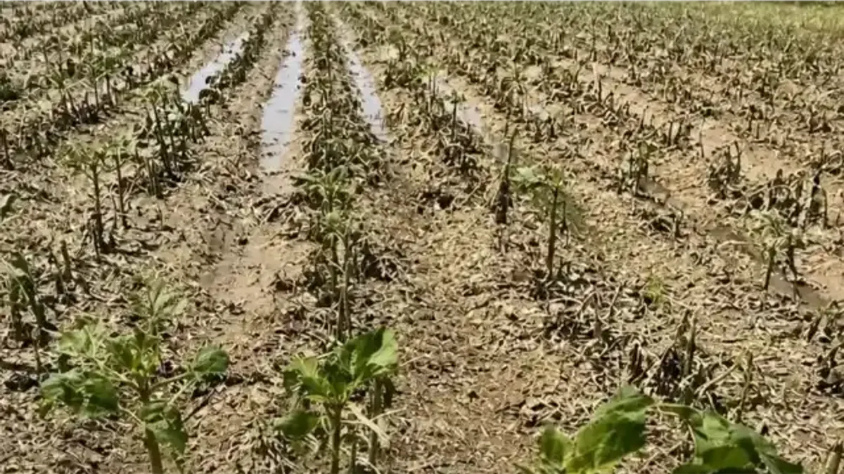 Yılın ilk yarısında 900 bin dekara yakın tarım arazisi doğal afetlerden zarar gördü