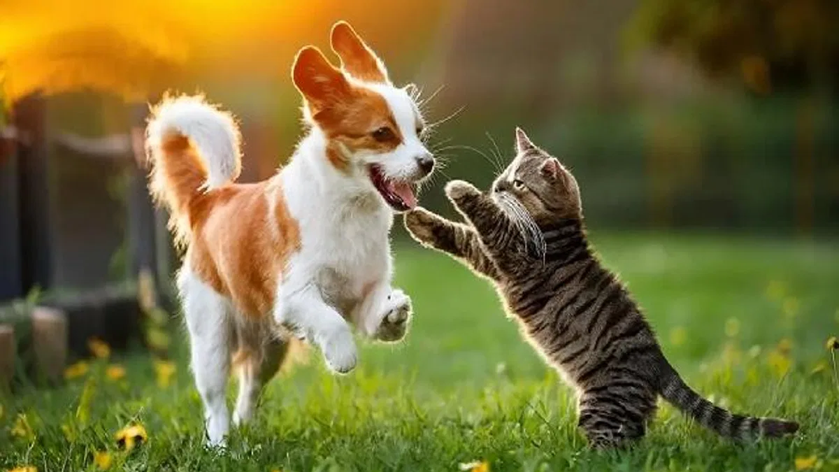 Yaz sıcağında kedi ve köpek sağlığı için karışık besleme önerisi