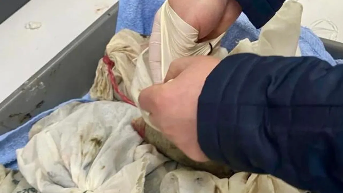 İstanbul Havalimanı’nda kaçak sülük operasyonu... 90 bin canlı tıbbi sülük ele geçirildi