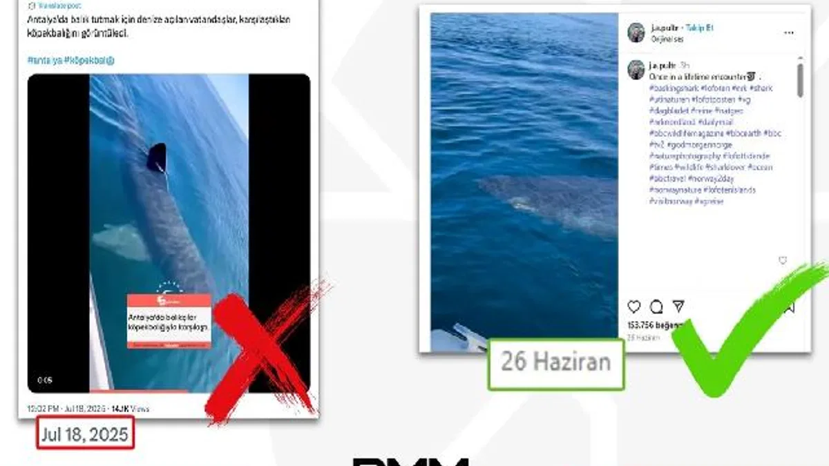 Antalya’da köpekbalığı iddiası dezenformasyon çıktı... DMM: O video Norveç’ten!