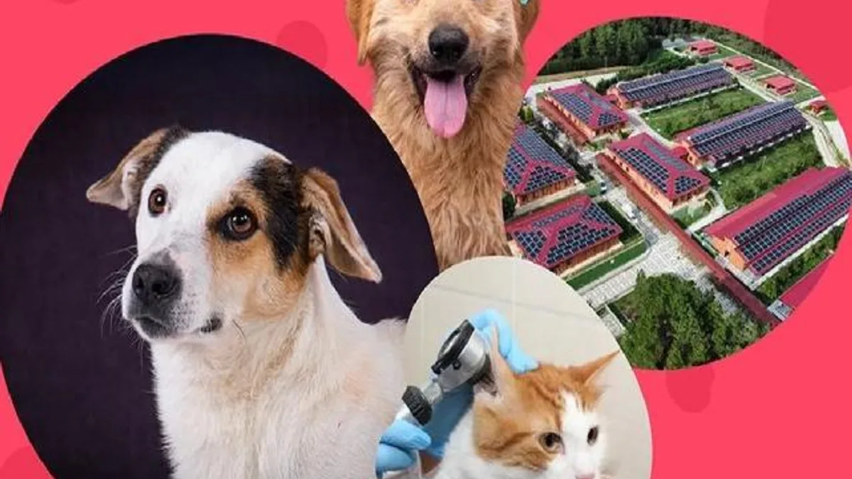 İstanbul Vakfı'ndan can dostlara destek çağrısı