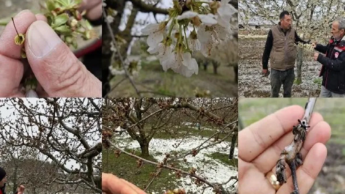 Zirai don mağduru çiftçilere destek müjdesi... 65 ilde 16 ürün için ödemeler başlıyor