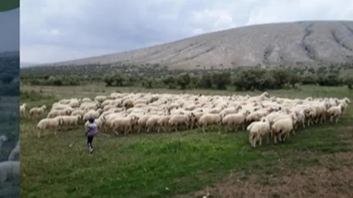Kırsalda Bereket Projesi hazırlığı... 150 bin küçükbaş dağıtılacak