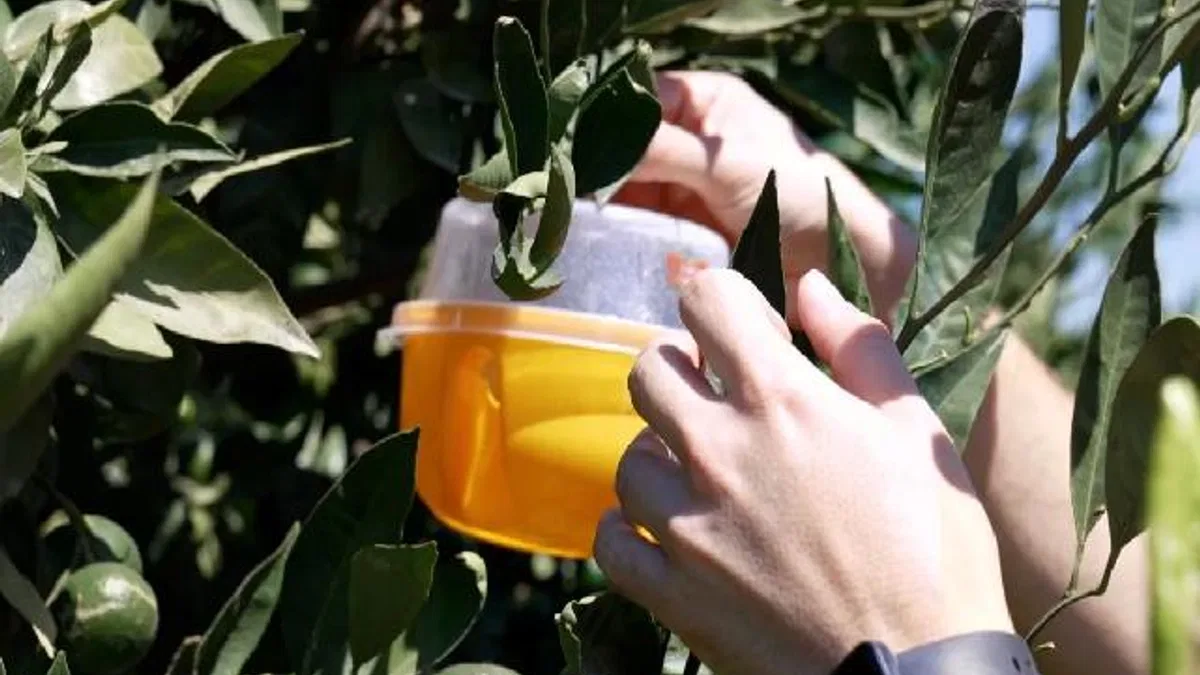 İzmir'de üreticiye Akdeniz meyve sineği ile mücadele desteği