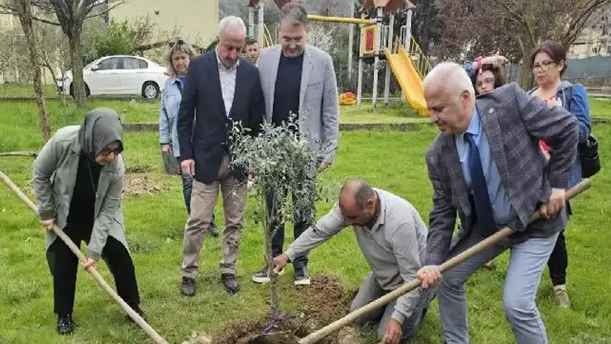 Kocaeli'de zeytin ağaçları toprakla buluştu