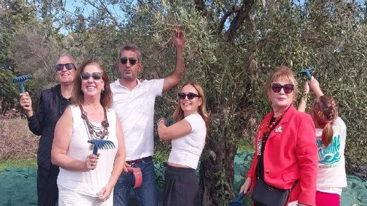 Urla'da zeytin hasadı etkinliği