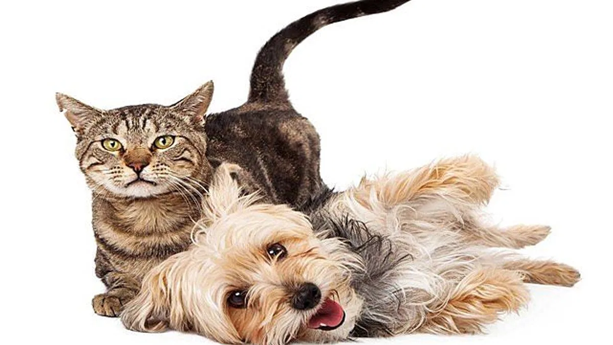 Kedi ve köpeklerde kısırlaştırma neden önemli?