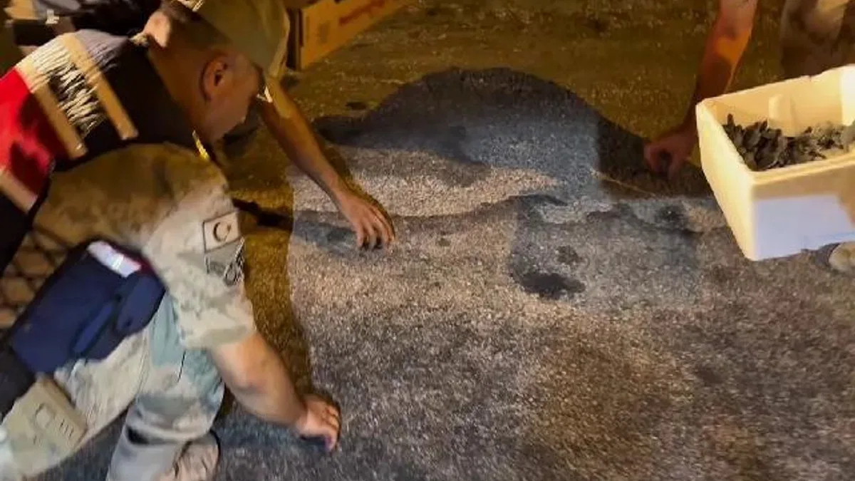 Samandağ’da yavru 'caretta caretta'lar Jandarma eliyle denize ulaştı