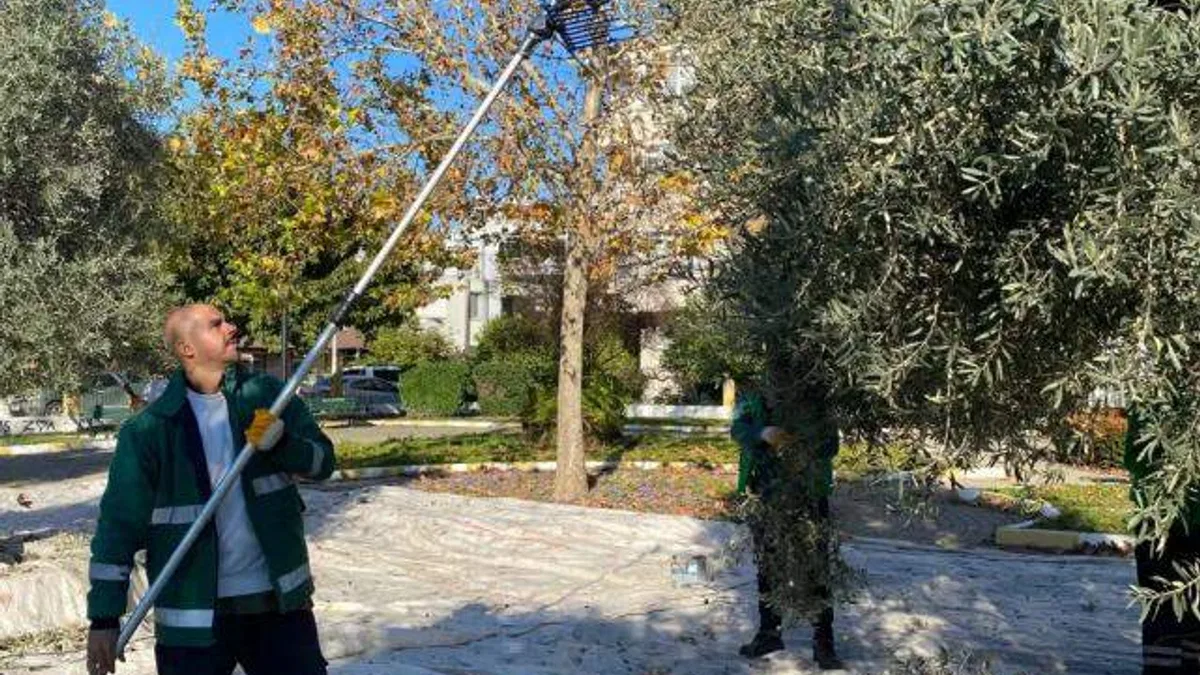 Muğla Milas'ın yeşil alanlarda zeytin hasadına devam ediyor