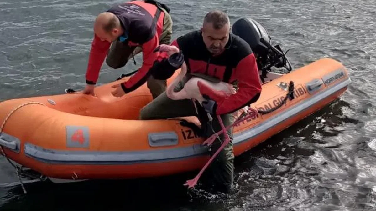 İzmir İtfaiyesi ayağına misina dolanan flamingoyu kurtardı