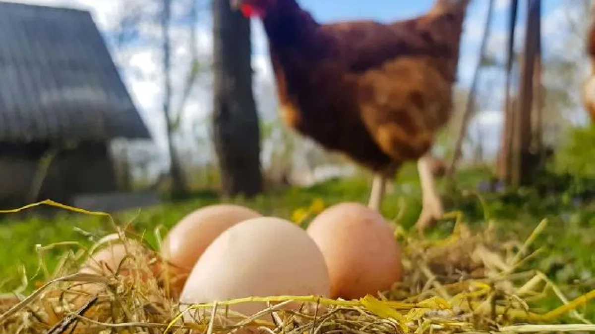 Temmuz'da yumurta üretimi geriledi