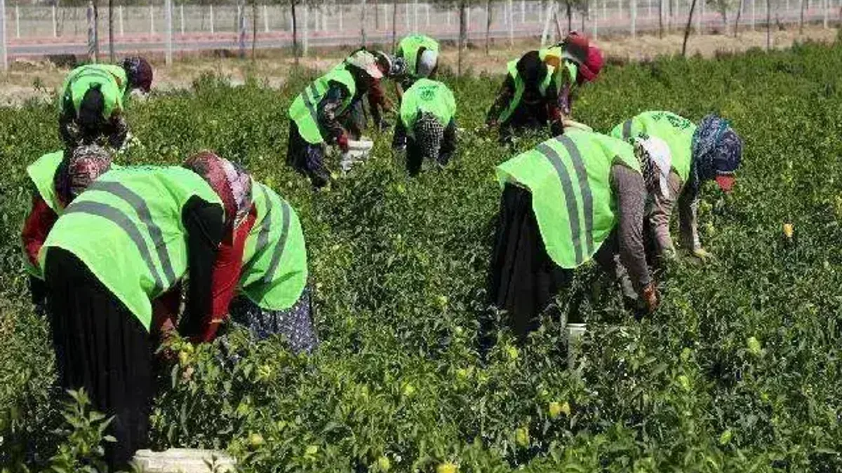 Binlerce yıllık Ata tohumları Karatay'da hayat buluyor