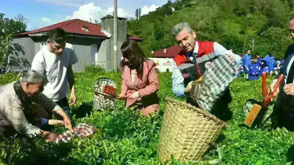 Artvin'de geleneksel çay hasadı başladı