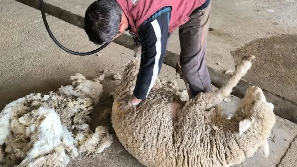 Edirne'de koyun kırkım eğitimi verildi