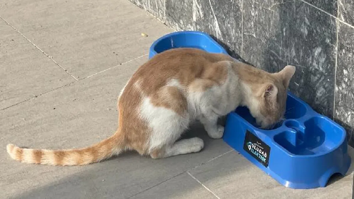 Uludağ Elektrik'in projesi sokak hayvanlarına umut oluyor