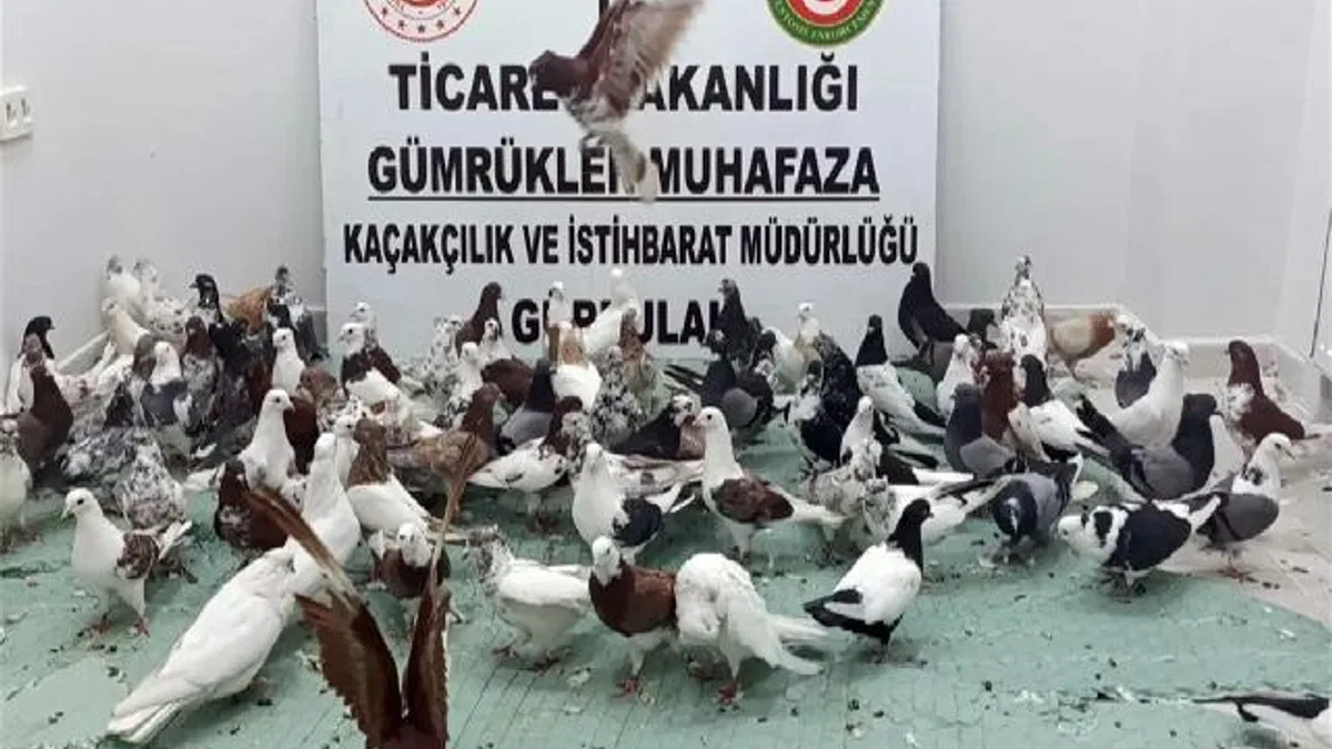 Ticaret'te 'kanatlı' operasyon! Gürbulak'ta 85 'Cancan' ele geçirildi