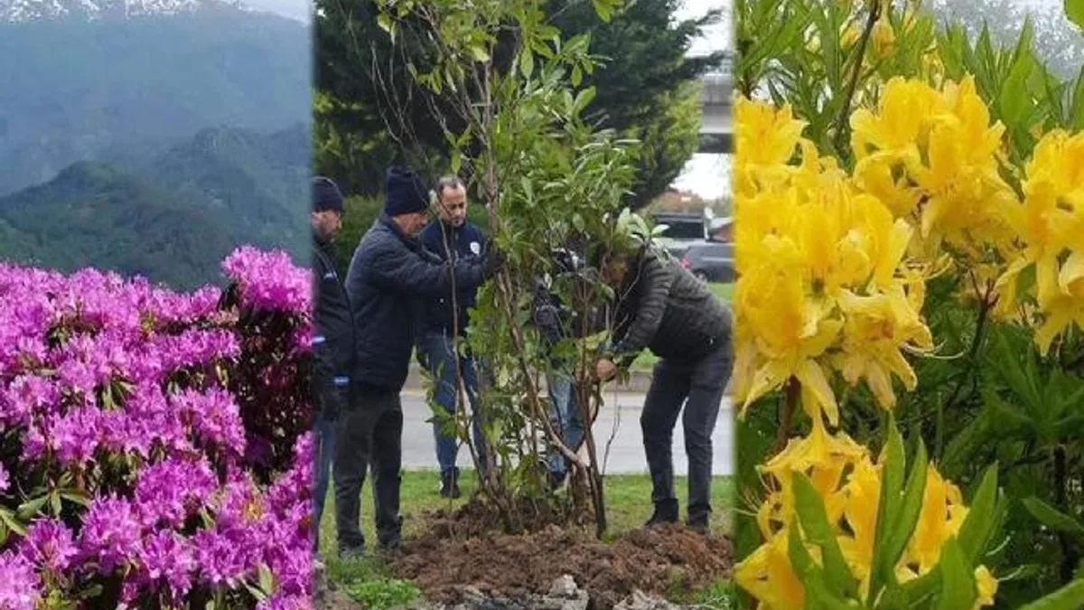 Giresun mor ve sarı güllerle donatılıyor
